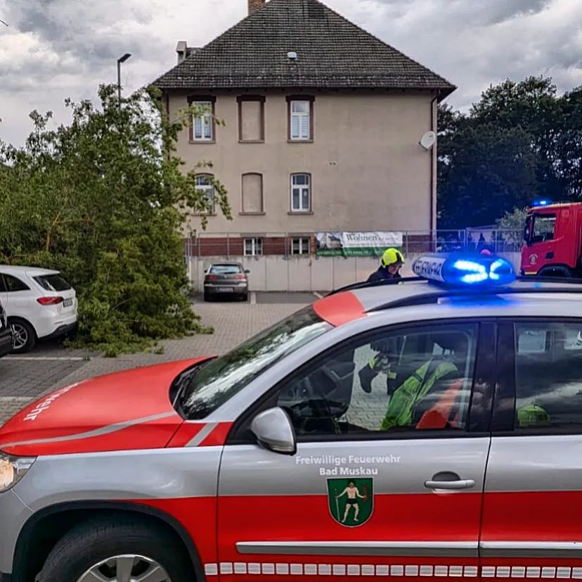 45 - H1 Baum auf Straße